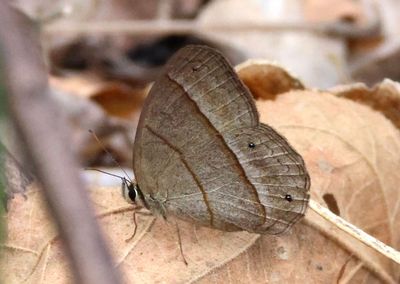 Cissia pompilia; Plain Satyr