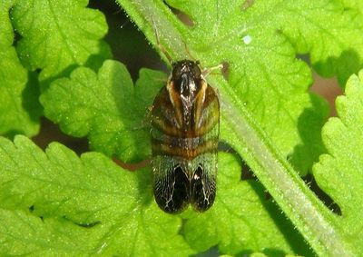 Cixiini Cixiid Planthopper species
