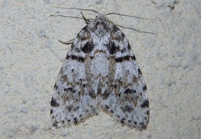 Clemensia ochreata; Little Ochre Lichen Moth