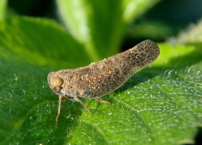 Colpoptera Planthopper species