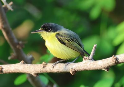 Wildlife of Mexico