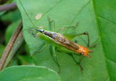 Conocephalus ictus; Lesser Meadow Katydid species; male