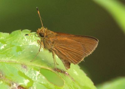 Corticea corticea; Redundant Skipper