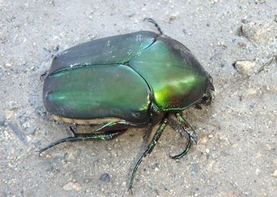 Cotinis mutabilis; Figeater Beetle