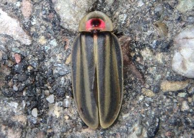 Cratomorphini Firefly species