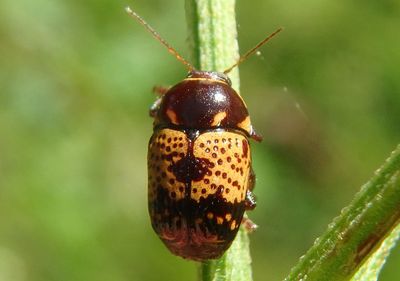Cryptocephalus irroratus; Case-bearing Leaf Beetle species