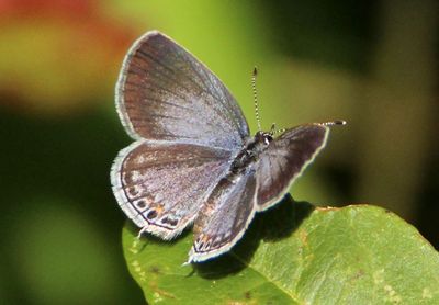 Cupido comyntas; Eastern Tailed-blue; male