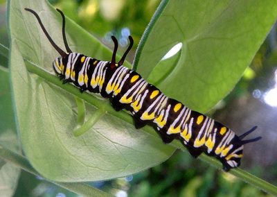 Danaus gilippus; Queen caterpillar