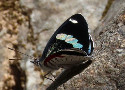 Diaethria anna; Anna's Eighty-eight