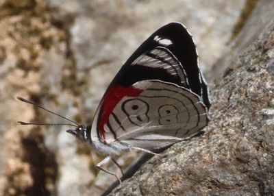 Diaethria anna; Anna's Eighty-eight