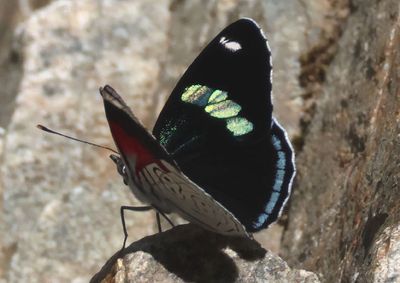 Diaethria anna; Anna's Eighty-eight