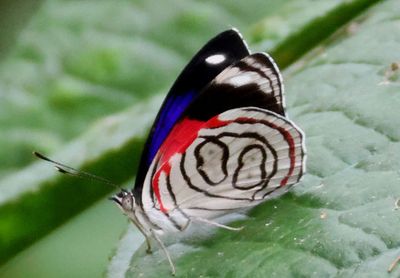 Diaethria astala; Navy Eighty-eight