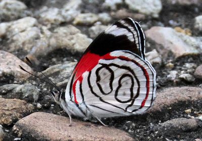 Diaethria astala; Navy Eighty-eight