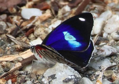 Diaethria astala; Navy Eighty-eight