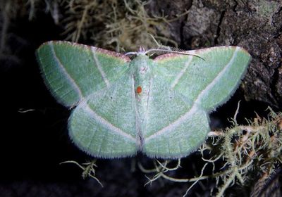 Dichorda Emerald Moth species