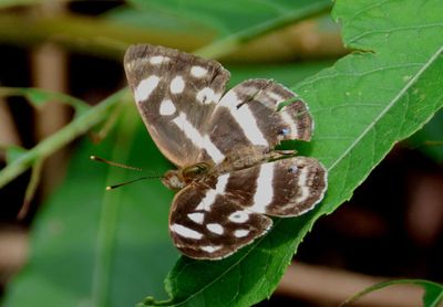 Dynamine postverta mexicana; Mexican Sailor; female