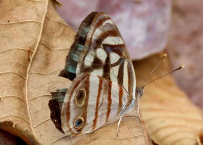 Dynamine postverta; Four-spotted Sailor; male