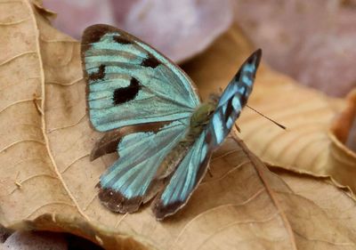 Dynamine postverta; Four-spotted Sailor; male