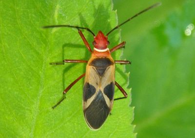 Dysdercus concinnus; Turk's Cap Red Bug