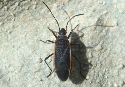 Dysdercus Cotton Stainer Bug species