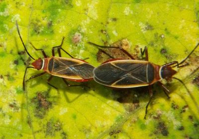 Dysdercus mimulus; Cotton Stainer Bug species pair