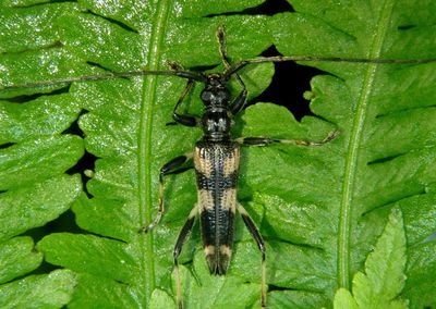 Elytrimitatrix Longhorn Beetle species