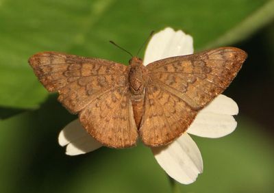 Emesis tenedia; Falcate Emesis; female