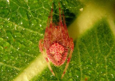 Eriophora ravilla; Tropical Orbweaver