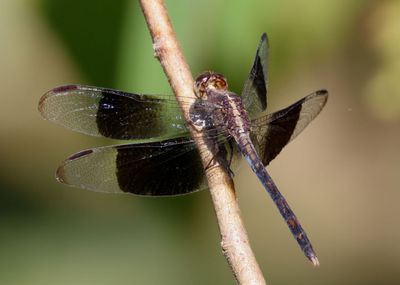Erythrodiplax funerea; Black-winged Dragonlet