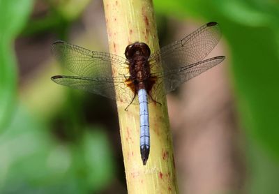 Erythrodiplax fusca; Red-faced Dragonlet; male