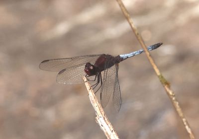 Erythrodiplax fusca; Red-faced Dragonlet; male