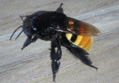 Eulaema cingulata; Belted Orchid Bee