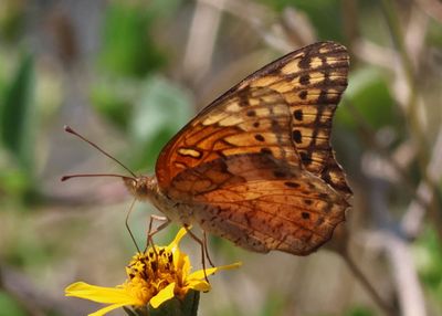 Euptoieta hegesia; Mexican Fritillary