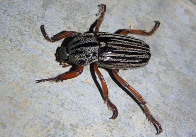 Faula June Beetle species