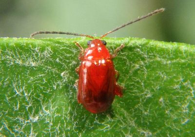 Flea Beetle species