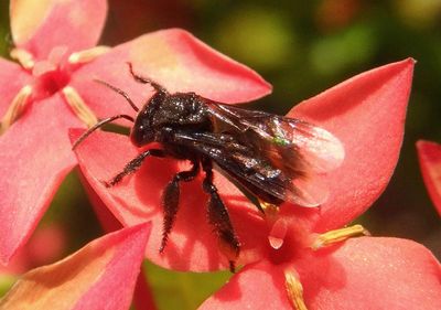 Frieseomelitta nigra; Black Slender Stingless Bee