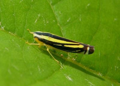 Fusigonalia Sharpshooter species