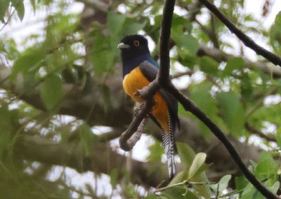Gartered Trogon; male