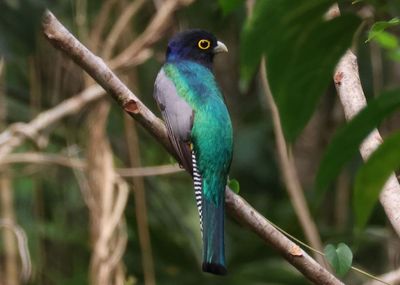 Gartered Trogon; male