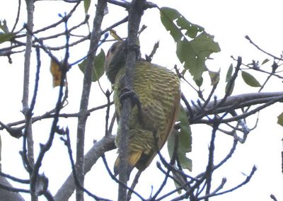 Golden-olive Woodpecker; female