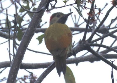 Golden-olive Woodpecker; female