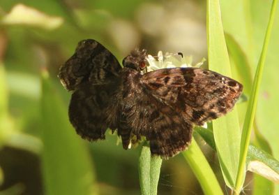 Gorgythion begga; Variegated Skipper