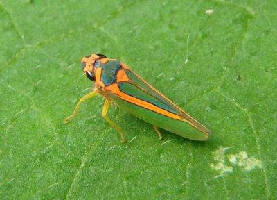 Graphocephala aurolineata; Sharpshooter species