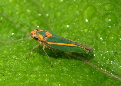 Graphocephala aurolineata; Sharpshooter species