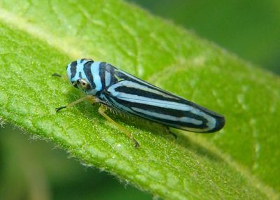 Graphocephala flavovittata; Sharpshooter species