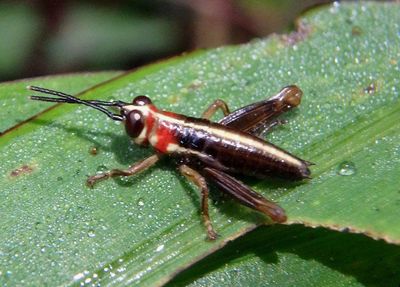 Grasshopper species nymph