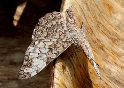 Hamadryas glauconome; Glaucous Cracker