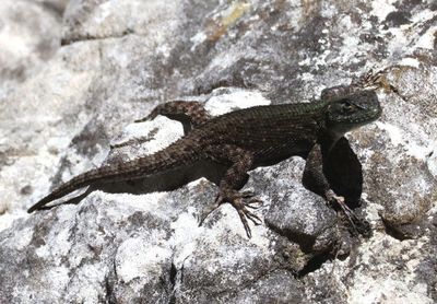 Hartweg's Emerald Lizard