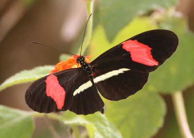Heliconius erato; Erato Heliconian