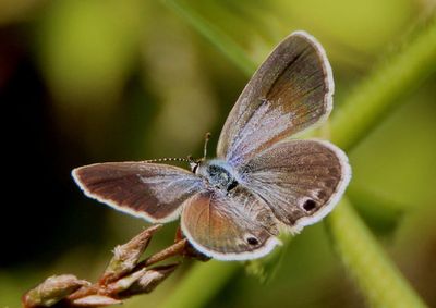 Hemiargus ceraunus; Ceraunus Blue; female